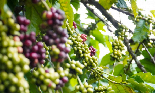 Giá cà phê tăng giảm thất thường sau khi Fed điều chỉnh lãi suất