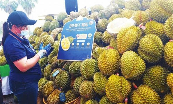 Sầu riêng 'nhà trồng' Trung Quốc sắp mở bán đợt đầu tiên, giá cao gấp 3 lần hàng nhập khẩu