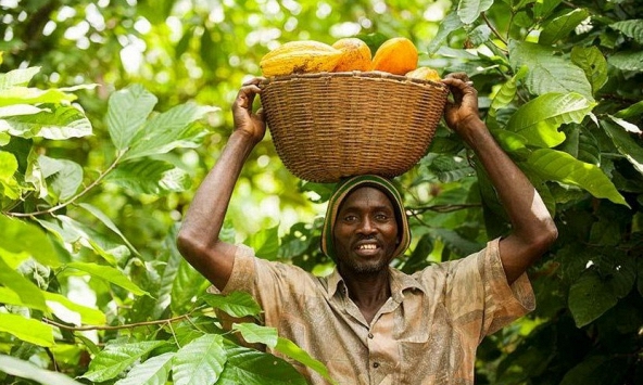 Các nhà sản xuất cà phê và kẹo đặt câu hỏi về luật phá rừng của EU