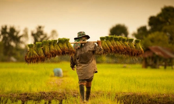 Singapore 'liên hệ chặt chẽ' với Ấn Độ để xin miễn lệnh cấm xuất khẩu gạo non-basmati