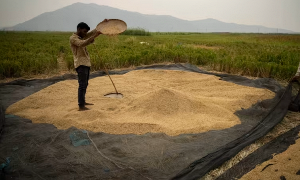 Lệnh cấm xuất khẩu gạo của Ấn Độ sẽ làm tổn hại đến tuyên bố dẫn đầu Nam bán cầu?