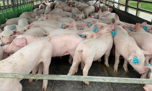 Giá heo hơi hôm nay 1/8: Giá heo rục rịch tăng lại