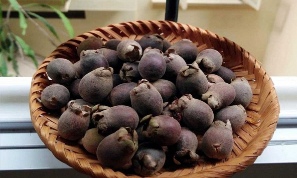 Nhiều loại đặc sản rừng hút khách, giá cao