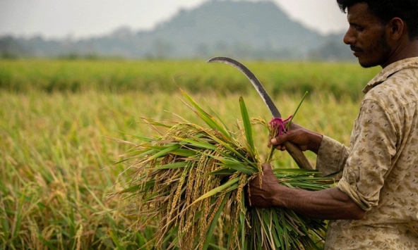 Những quốc gia nào bị ảnh hưởng nặng nề nhất bởi  lệnh cấm xuất khẩu gạo của Ấn Độ?