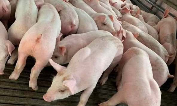 Giá heo hơi hôm nay 2/8: Nguồn heo nhập lậu bị cắt, giá heo hơi tăng lại