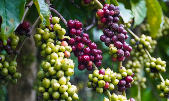 7 tháng đầu năm 2023, xuất khẩu cà phê Việt Nam đạt 80.000 tấn