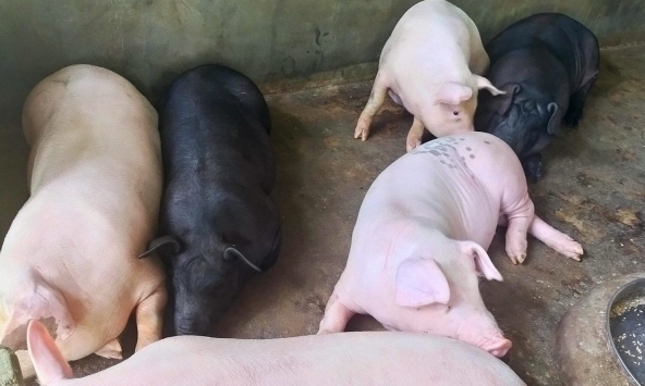 Giá heo hơi hôm nay 4/8: Doanh nghiệp tăng giá, hạn chế bán ra