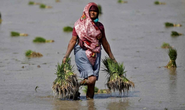 Giá gạo đạt mức cao nhất trong 11 năm bởi lệnh cấm xuất khẩu gạo của Ấn Độ