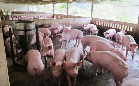 Giá heo hơi hôm nay 5/8: Giá tăng ở cả hai miền