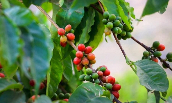 Thị trường cà phê thế giới lo ngại thiếu hụt nguồn cung