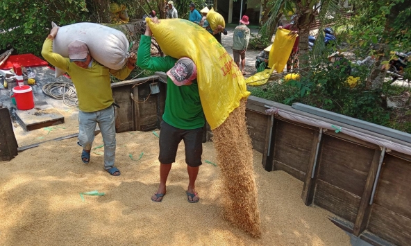 Giá gạo xuất khẩu ở mức đỉnh của 15 năm