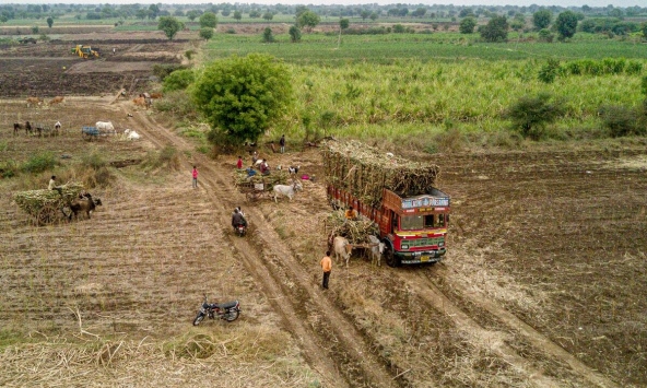 Sau gạo, Ấn Độ có thể tiếp tục cấm xuất khẩu đường?