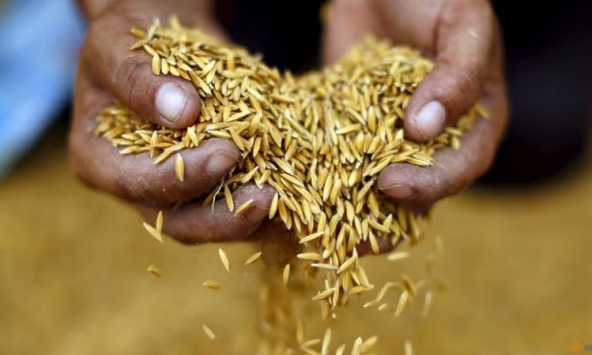 Thái Lan được hưởng lợi từ lệnh cấm xuất khẩu của Ấn Độ