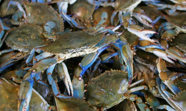 Ngành nghêu của Ý trước nguy cơ bị cua xanh 'xâm chiếm'