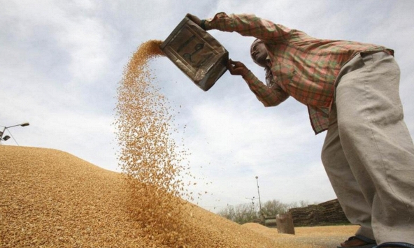 Cuộc khủng hoảng lúa gạo toàn cầu đang leo thang
