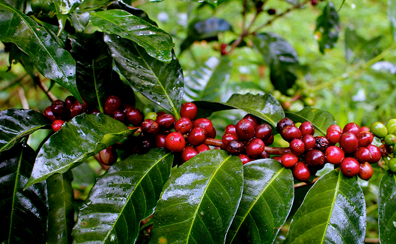 Thị trường nông sản 10/8: Không có nhiều biến động