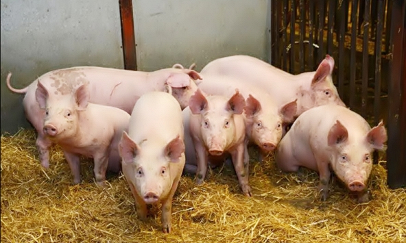 Giá heo hơi 11/8: Miền Bắc về sát 60.000 đồng/kg