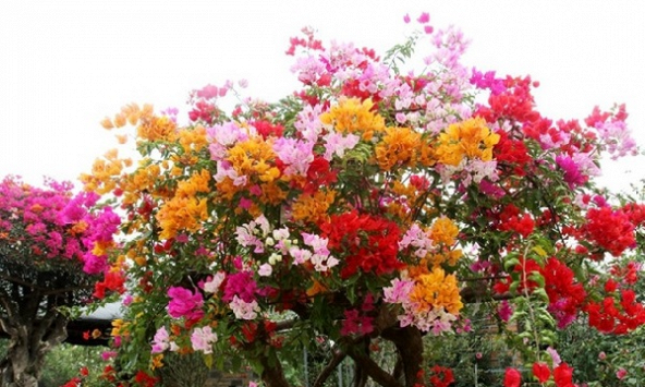 Những loại cây nên trồng ở ban công để chiêu tài hút lộc