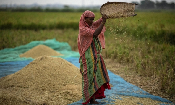 Châu Á chuẩn bị đối mặt với nhiều 'cú sốc' hơn về giá gạo