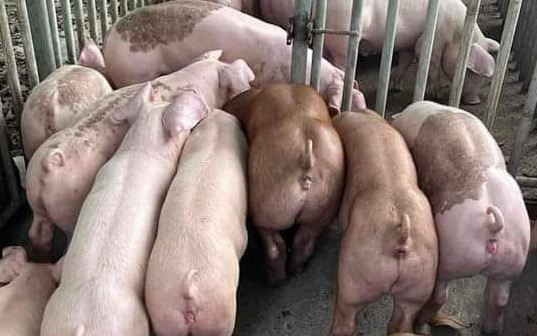 Giá heo hơi 12/8: Đà giảm chưa dừng