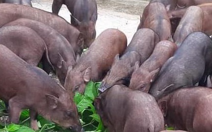 Giá heo hơi 14/8: Không giảm thêm