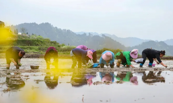 Giá gạo toàn cầu có thể tăng cao hơn khi nguy cơ lũ lụt bao trùm Trung Quốc