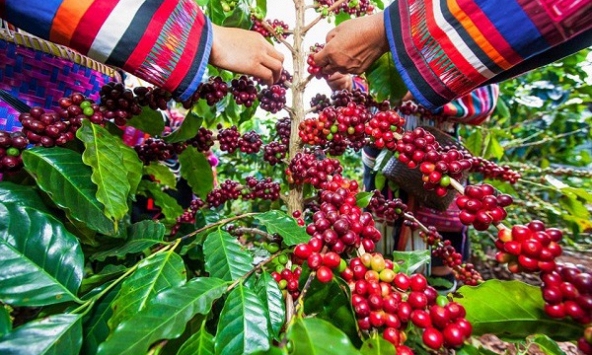 Giá tiêu đồng loạt giảm nhẹ tại vùng Đông Nam Bộ