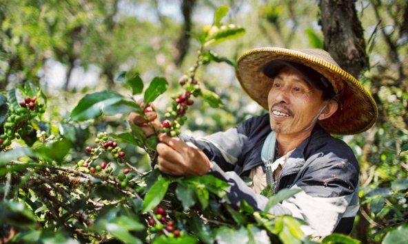 Từ mưa nhiều đến khô hạn, cà phê Indonesia đối mặt với El Nino cực đoan