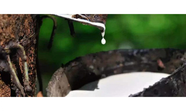 Xuất khẩu cao su tháng 7/2023 đạt mức cao nhất kể từ đầu năm