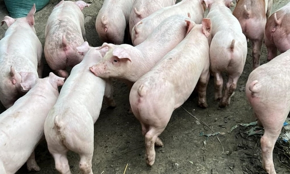 Giá heo hơi 15/8: Doanh nghiệp vẫn cao hơn trong dân