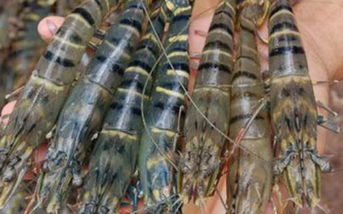 Xuất khẩu thủy sản tốt dần lên