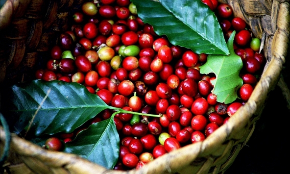 Thị trường nông sản 16/8: Cà phê và hồ tiêu giảm mạnh