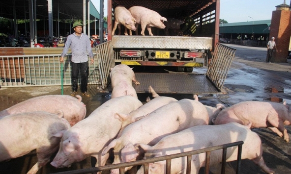 Giá heo hơi hôm nay 16/8: Lo giá heo giảm thêm khi vào tháng 7 Âm lịch