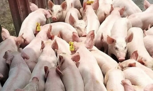 Giá heo hơi 17/8: Miền Bắc vẫn cao nhất cả nước