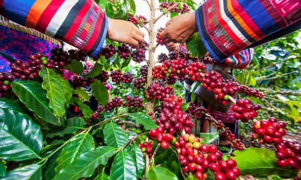 Thị trường nông sản đồng loạt giảm