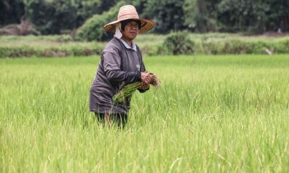 Thị trường gạo Thái Lan hỗn loạn vì Ấn Độ cấm xuất khẩu