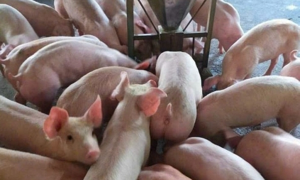 Giá heo hơi 18/8: Miền Bắc có thể xuống dưới 60.000 đồng/kg