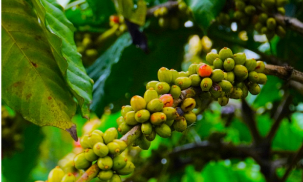 Thị trường nông sản 18/8: Giá cà phê, hồ tiêu giảm, cao su biến động trái chiều