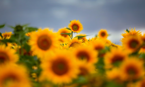 Chủ trang trại hoa hướng dương tại Anh van xin du khách ngừng chụp ảnh thỏa thân