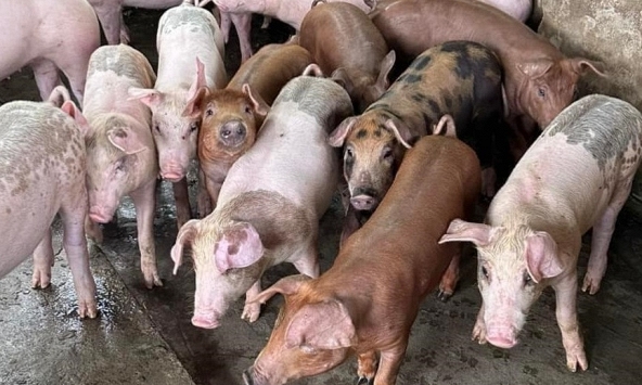 Giá heo hơi hôm nay 21/8: Giá heo xuống dưới 60.000 đồng/kg