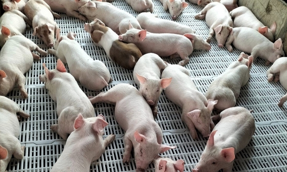 Giá heo hơi hôm nay 22/8: Giá heo ba miền không còn chênh lệch nhiều