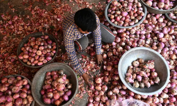 Vì sao Ấn Độ áp thuế xuất khẩu 40% với hành tây?