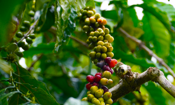 Thị trường nông sản 24/8: Cà phê Robusta tăng hơn 2%, giá hồ tiêu đi ngang