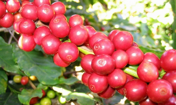 Thị trường nông sản 25/8: Giá cà phê, tiêu, cao su đồng loạt tăng