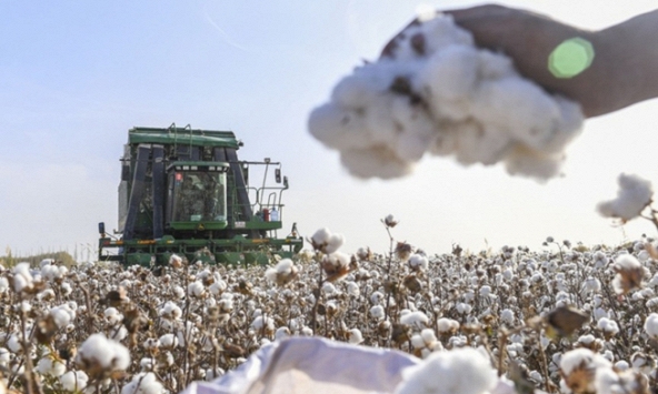 Sản lượng bông của Trung Quốc giảm sau lệnh cấm của Mỹ