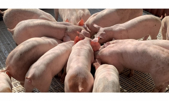 Giá heo hơi 25/8: Có thể giảm thêm