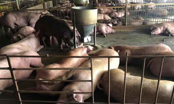 Giá heo hơi hôm nay 26/8: Đợt giảm đã tới ngưỡng giới hạn?