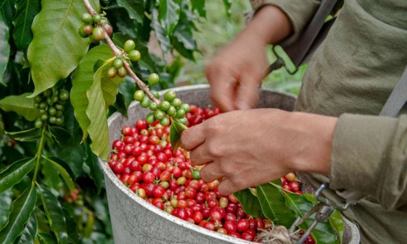 Thị trường nông sản 28/8: Đầu tuần tích cực