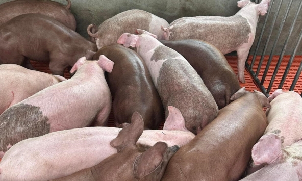 Giá heo hơi hôm nay 30/8: Giá heo không giảm thêm