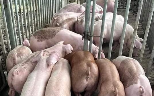 Giá heo hơi 31/8: Chờ tín hiệu tích cực